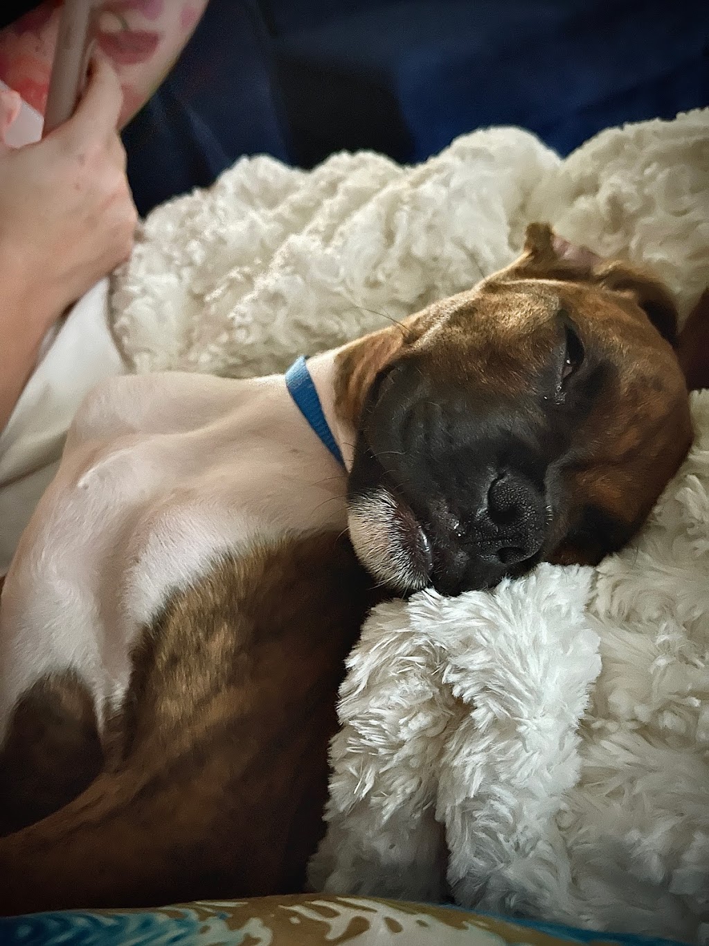 Denbigh Animal Hospital: Clanin Amanda DVM | 475 Denbigh Blvd, Newport News, VA 23608, USA | Phone: (757) 877-8339