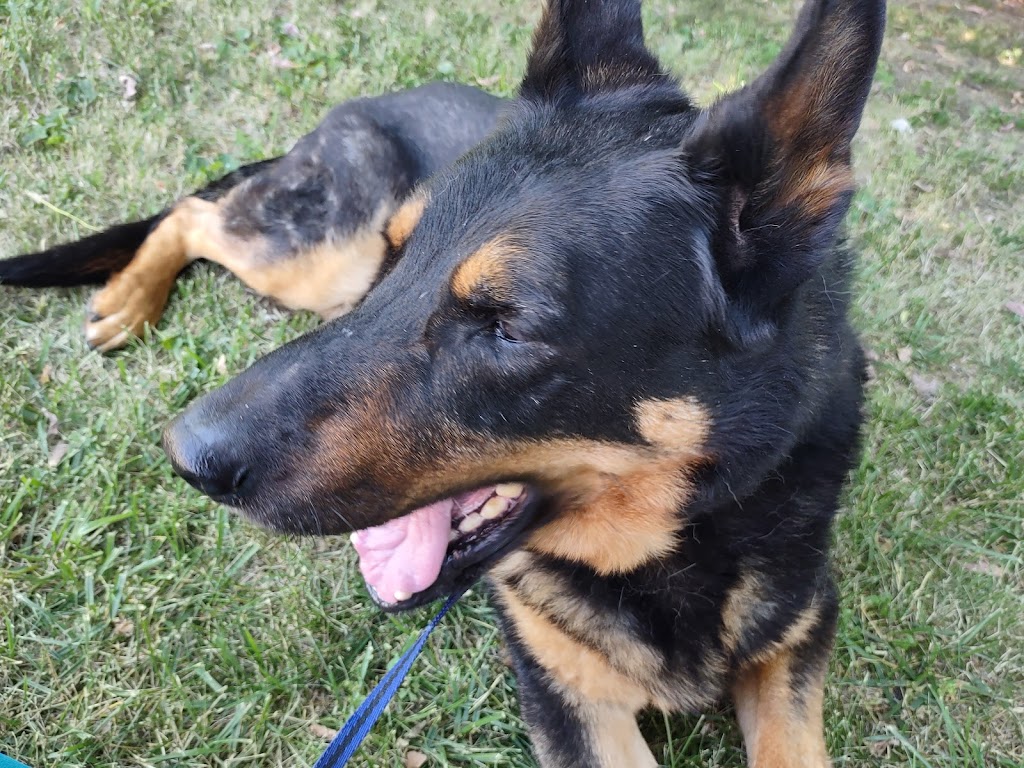 A W Animal Hospital | 24189 Chernick St, Taylor, MI 48180, USA | Phone: (313) 295-2270