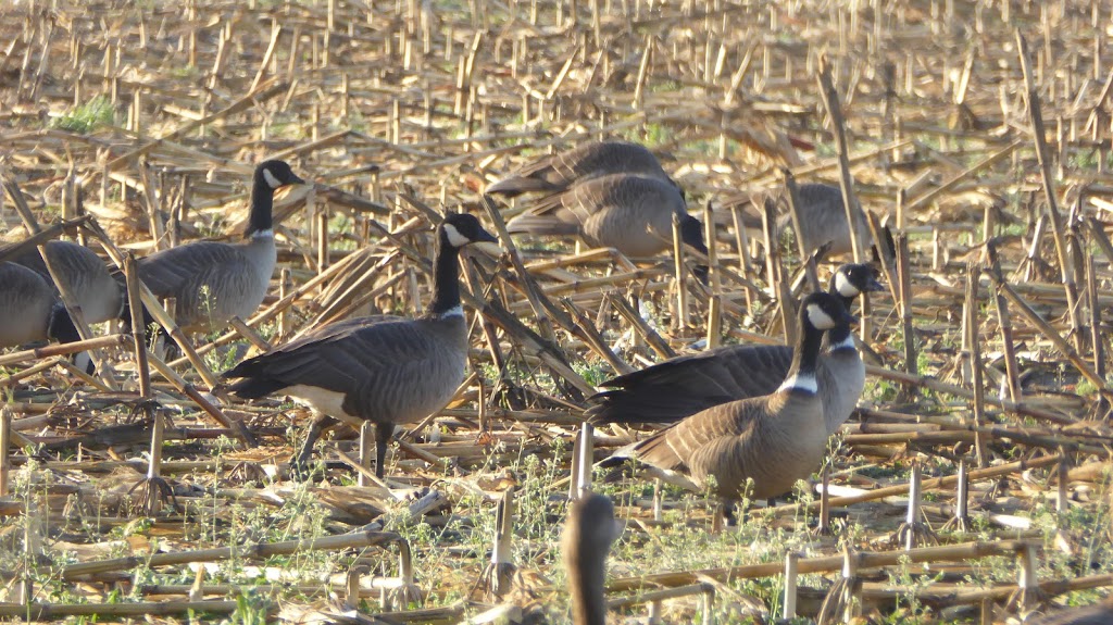 Beckwith Wildlife Observation Area | Beckwith Rd, Modesto, CA 95358, USA | Phone: (209) 826-3508