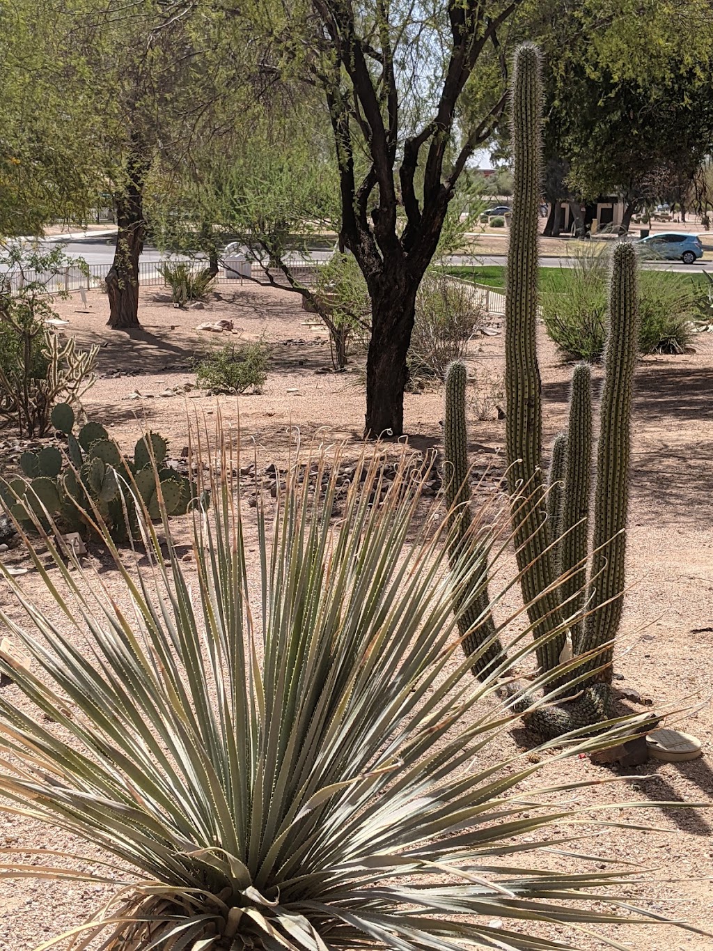 Chandler Xeriscape Demonstration Garden | 410 N Arrowhead Dr, Chandler, AZ 85224, USA | Phone: (480) 782-3580