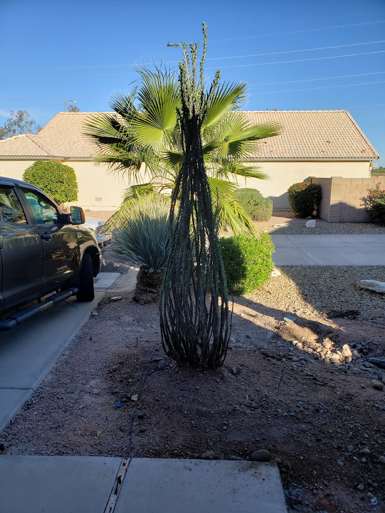 Landscaping Phoenix AZ | 39514 N Messner Way, Phoenix, AZ 85086, USA | Phone: (623) 800-7851