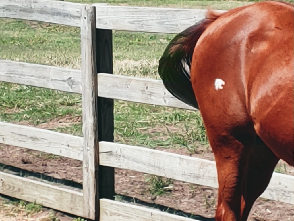 Equine Surgery & Medicine | 3500 E 45th St N, Wichita, KS 67220, USA | Phone: (316) 744-2007