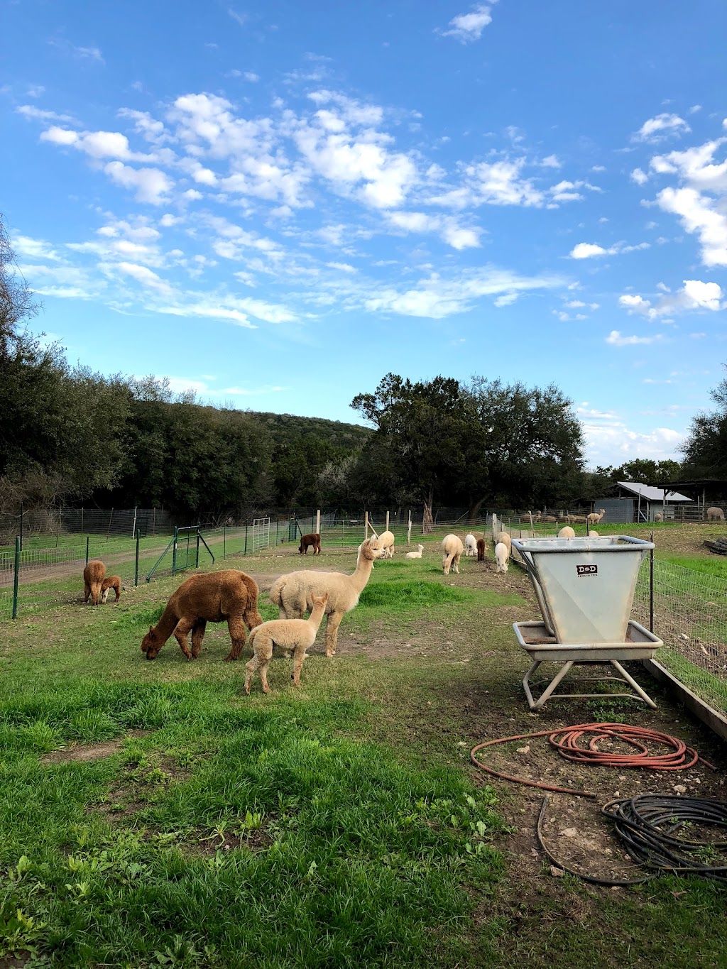 Tierra Prometida Alpacas | 1877, 4805 Farm to Market 32, Fischer, TX 78623, USA | Phone: (512) 753-9962