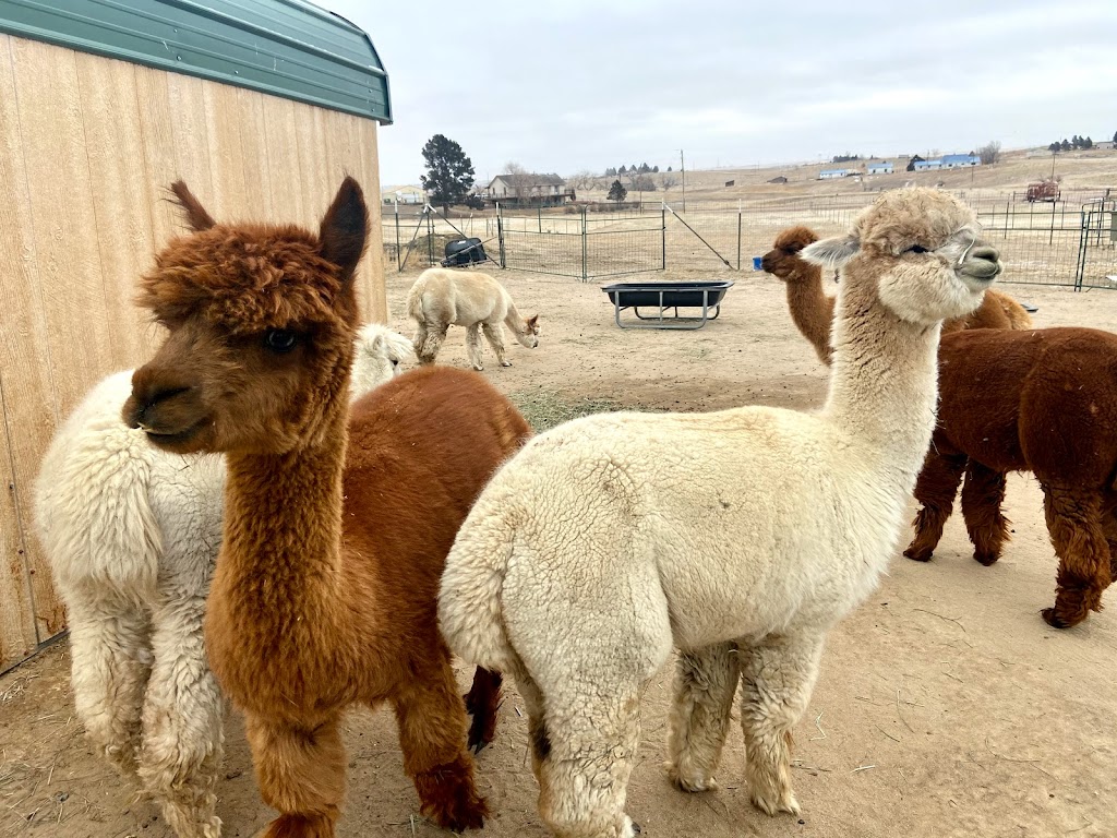 Raisin Bred Alpacas | 8760 Co Rd 134, Kiowa, CO 80117 | Phone: (303) 915-3702