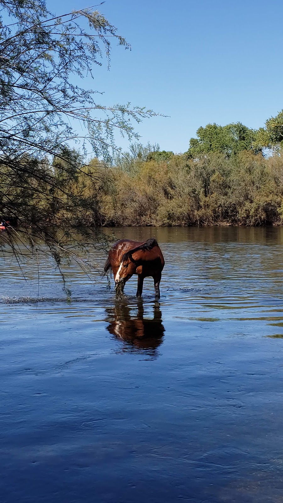 Coon Bluff Recreation Area | Coon Bluff Rd, Mesa, AZ 85215, USA | Phone: (480) 610-3300