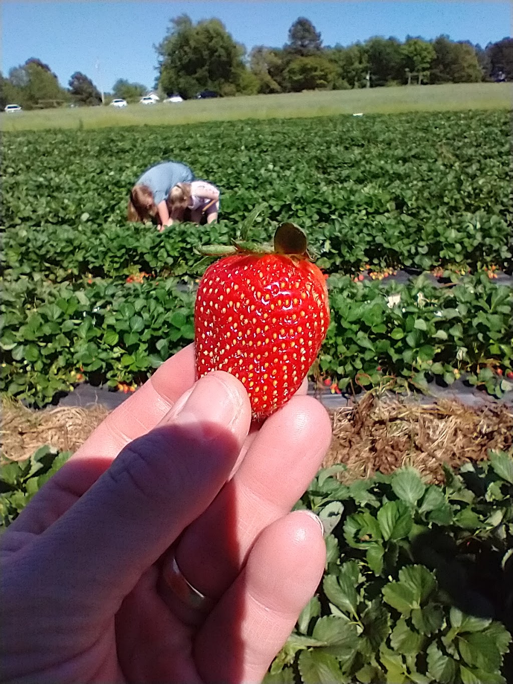 Whitaker Farms & Garden Center "The Farm" | 2991 Providence Church Rd, Climax, NC 27233, USA | Phone: (336) 685-4888