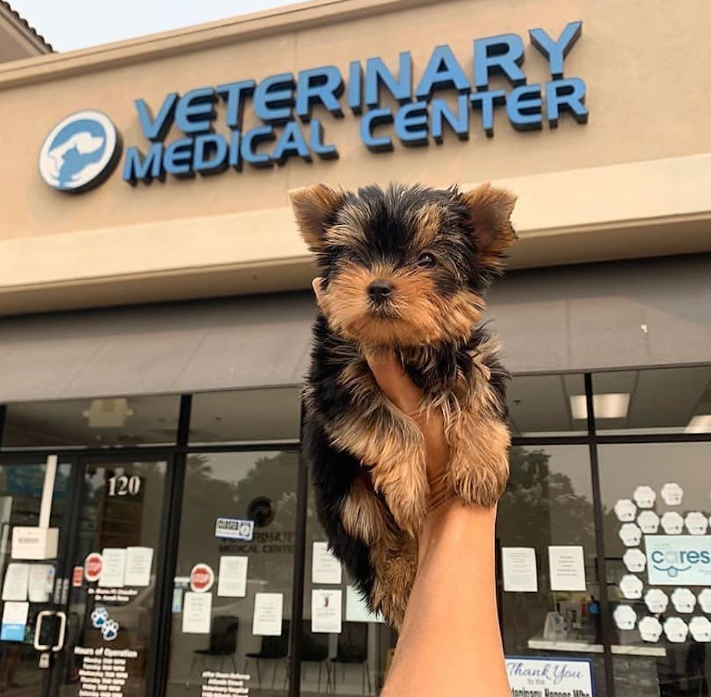 Yorkie Puppies For Sale In California | 14870 Cheyenne Pl, Victorville, CA 93277, USA | Phone: (559) 794-2092