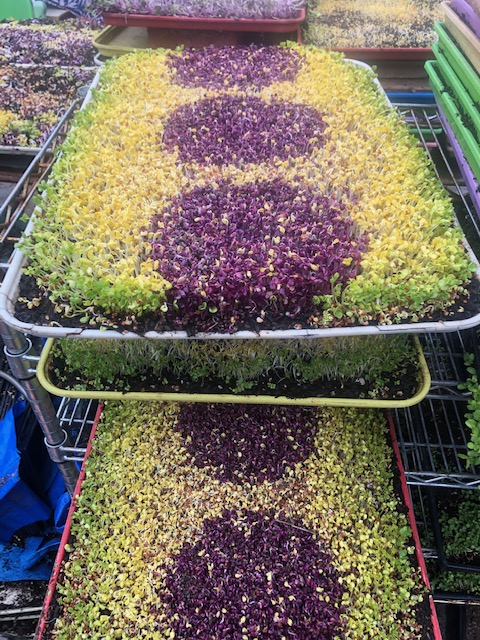 Microgreens R Us San Diego | 4871 Conrad Ave, San Diego, CA 92117, USA | Phone: (858) 230-8169