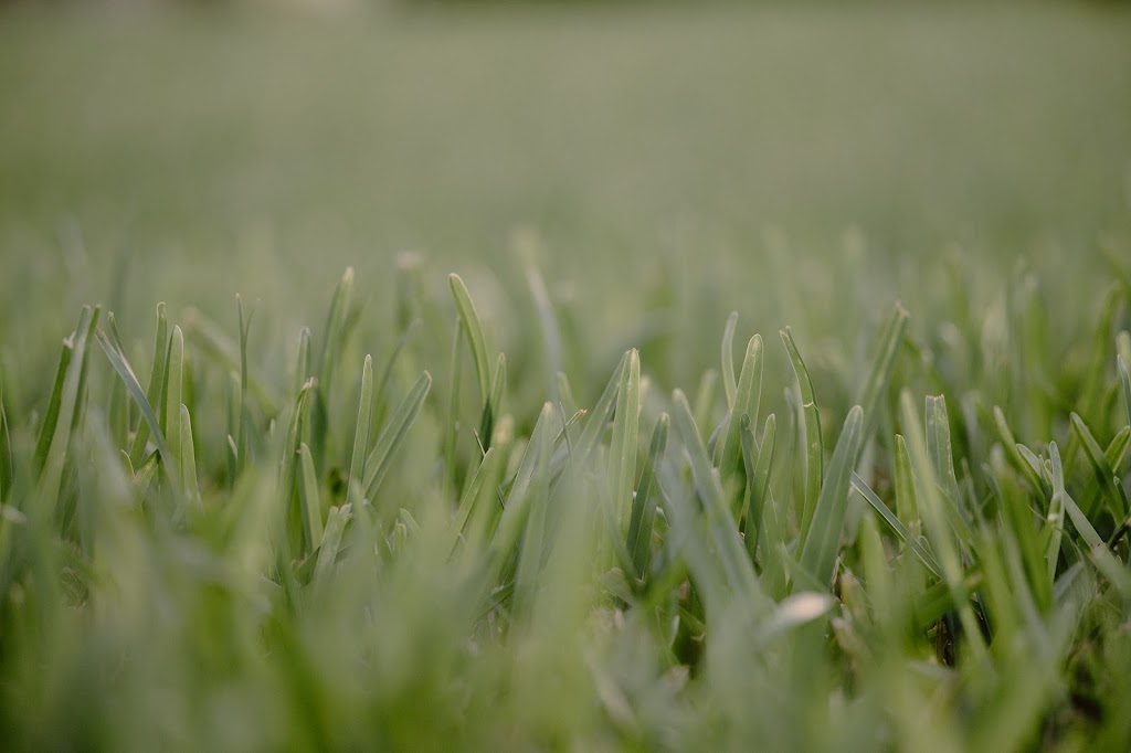 Green-Grounds | 2812 Vail Dr, McKinney, TX 75070, USA | Phone: (972) 809-3186