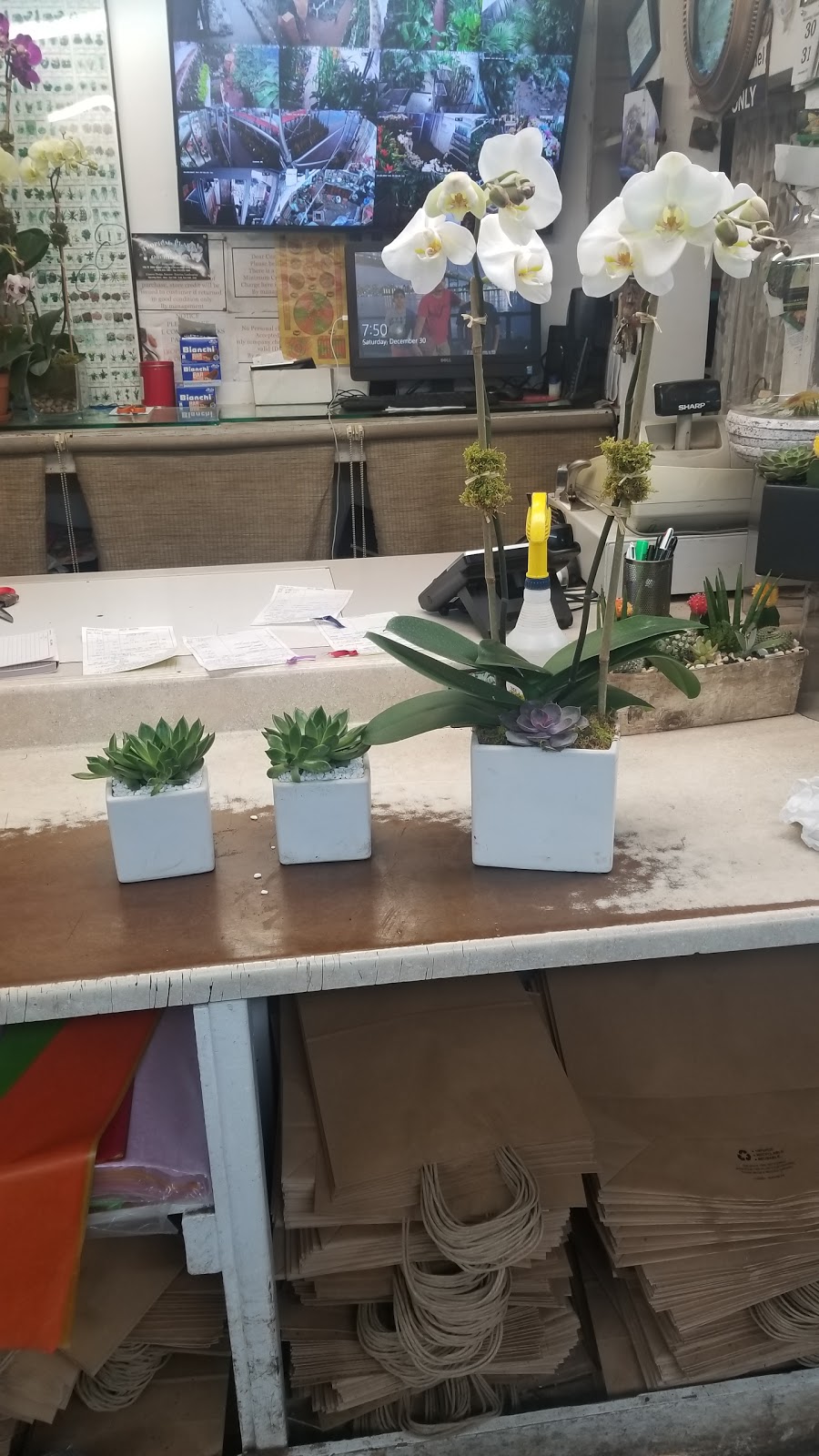 Tropical Plants And Orchids Inc | 106 W 28th St, New York, NY 10001, USA | Phone: (212) 255-7883