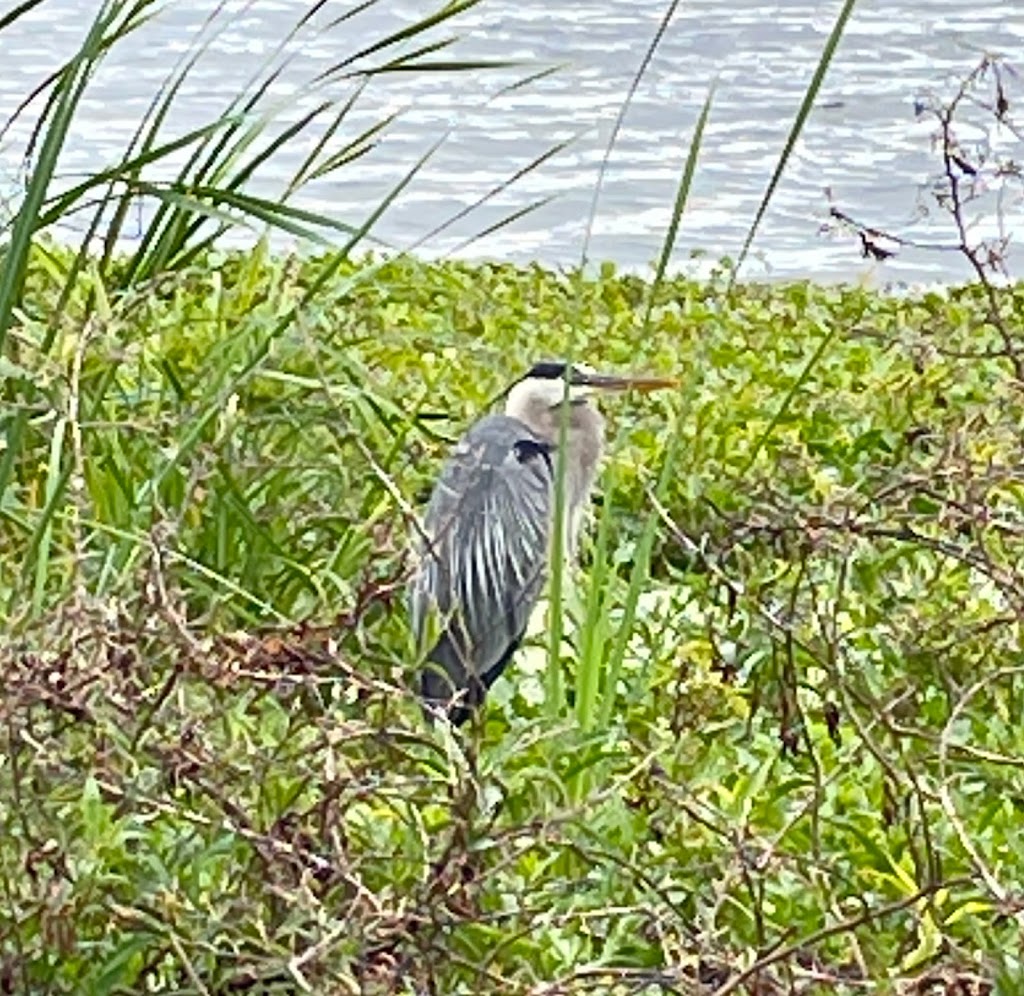 Blue Heron Wetlands | 4800 Deep Marsh Rd, Titusville, FL 32780, USA | Phone: (321) 455-5145