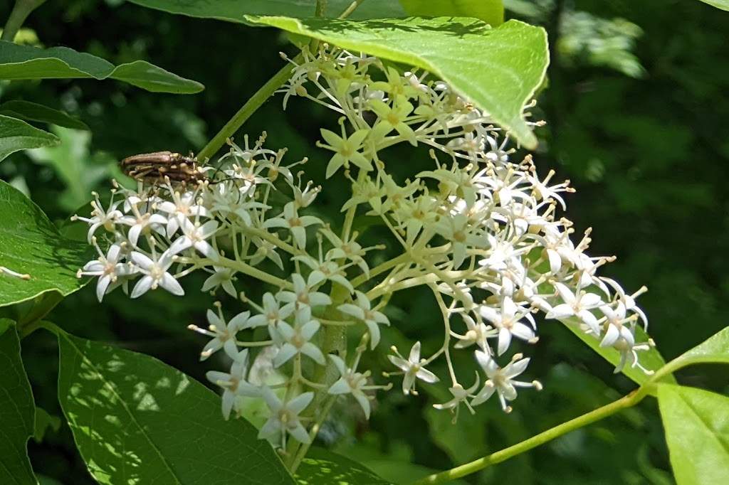 Mentor Marsh Nature Center | 5185 Corduroy Rd, Mentor, OH 44060, USA | Phone: (440) 257-0777