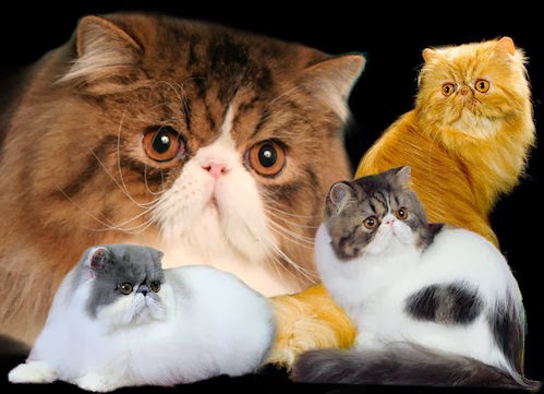 Pelaqita Persian Cats & Persian Kittens | 10043 New Salem Rd NE, Pleasantville, OH 43148, USA | Phone: (740) 467-3096