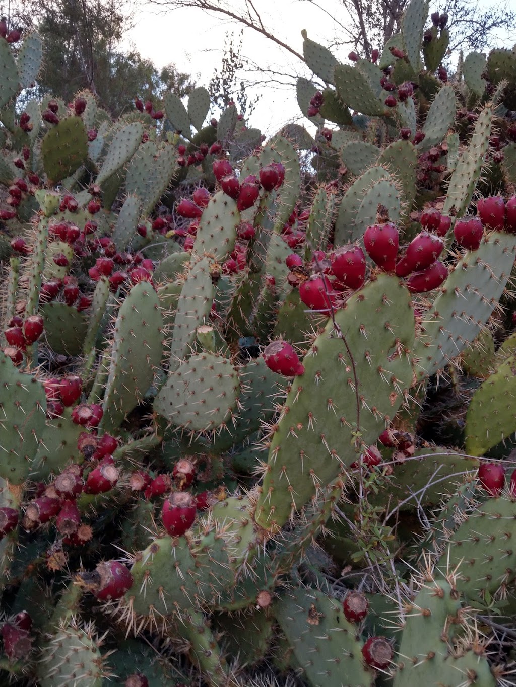 University of California Irvine Arboretum | Campus Dr and Jamboree Rd, Irvine, CA 92697, USA | Phone: (949) 824-5833