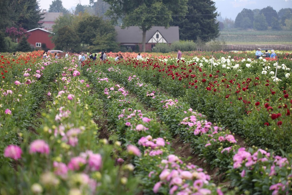 Swan Island Dahlias | 995 NW 22nd Ave, Canby, OR 97013, USA | Phone: (503) 266-7711