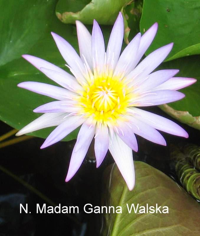 Wonderful Water Lilies In 5227 Box Turtle Cir, Sarasota, Fl 34232, Usa