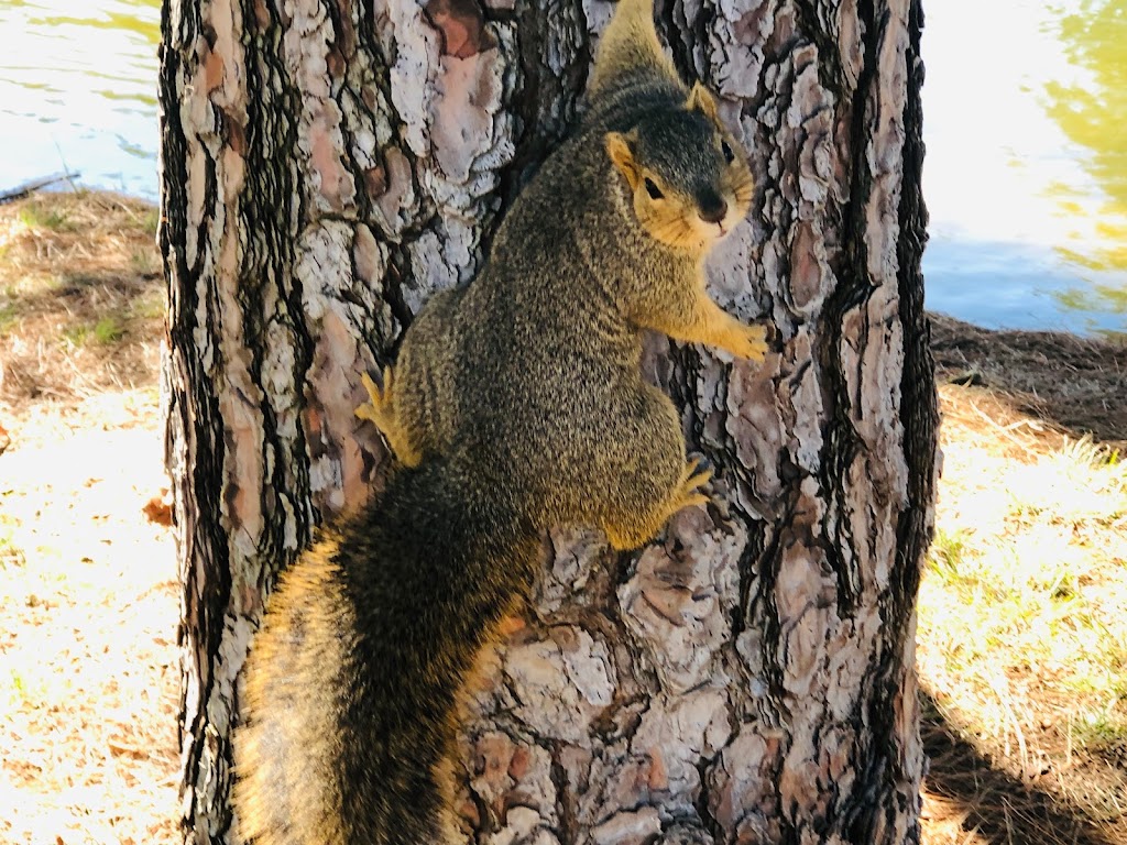 Yorba Regional Park | 7600 E La Palma Ave, Anaheim, CA 92807, USA | Phone: (714) 973-6615