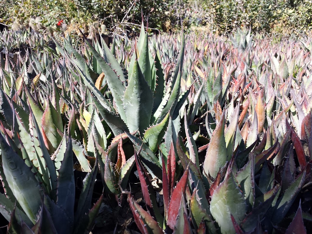 Vivero De Plantas Nativas De Baja California | 22750 Guadalupe, Baja California, Mexico | Phone: 646 121 6053