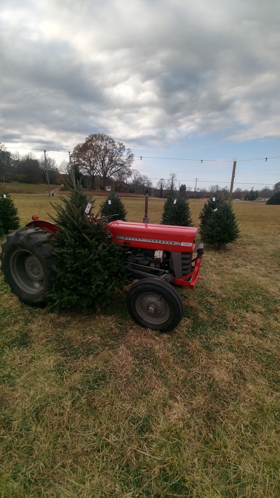 Callahan Christmas Trees- Kernersville | 2040 Dean Rd, Kernersville, NC 27284, USA | Phone: (336) 817-0598