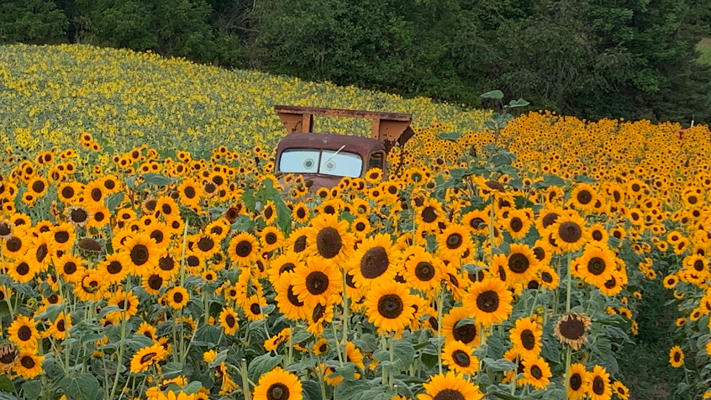 Howell Family Pumpkin Farm | 2878 Holland Rd, Fonthill, ON L0S 1E6, Canada | Phone: (905) 892-3918