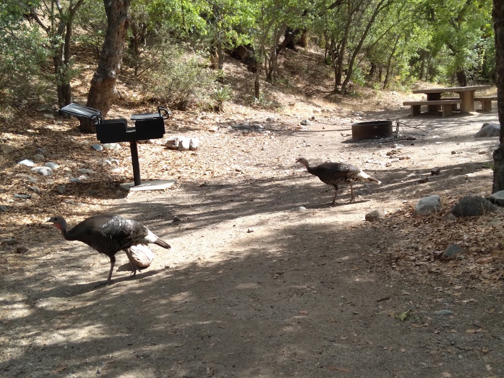 Peppersauce Campground | S Mt Lemmon Rd, Oracle, AZ 85623, USA | Phone: (520) 388-8300