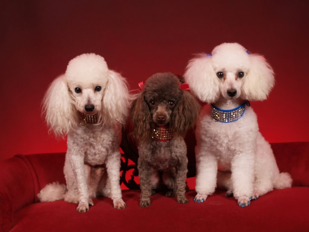 A Gentle Touch Pet Grooming | 8970 103rd St St. 2, Jacksonville, FL 32210, USA | Phone: (904) 573-2929 A Gentle Touch Pet Grooming | 8970 103rd St St. 2, Jacksonville, FL 32210, USA | Phone: (904) 573-2929