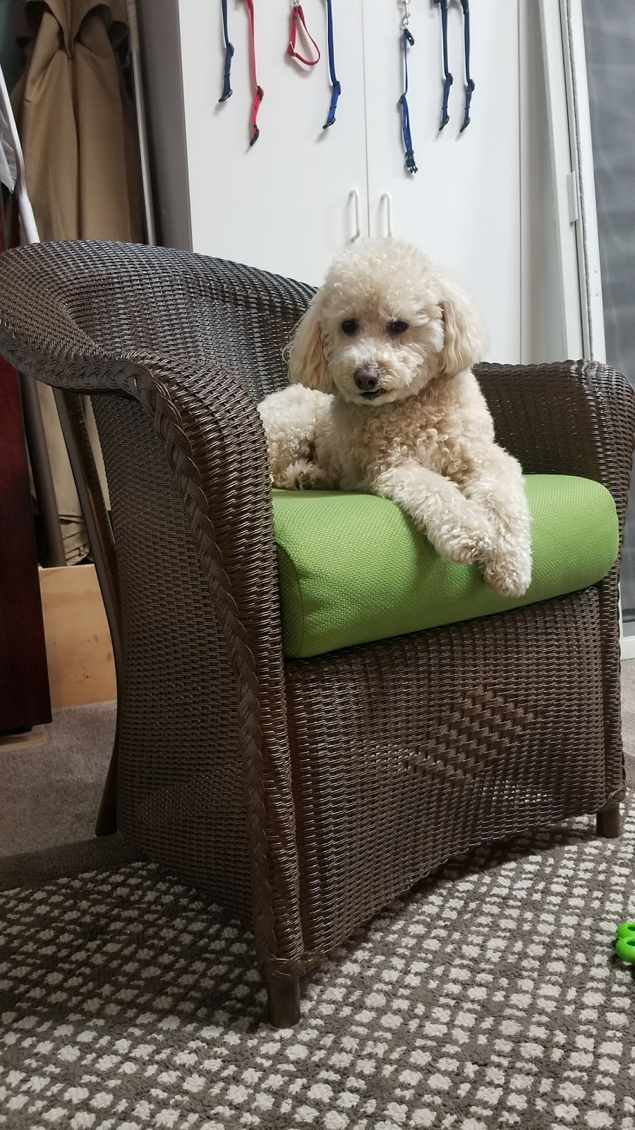 Grooming With Love | 29851 Aventura, Rancho Santa Margarita, CA 92688, USA | Phone: (949) 713-9357