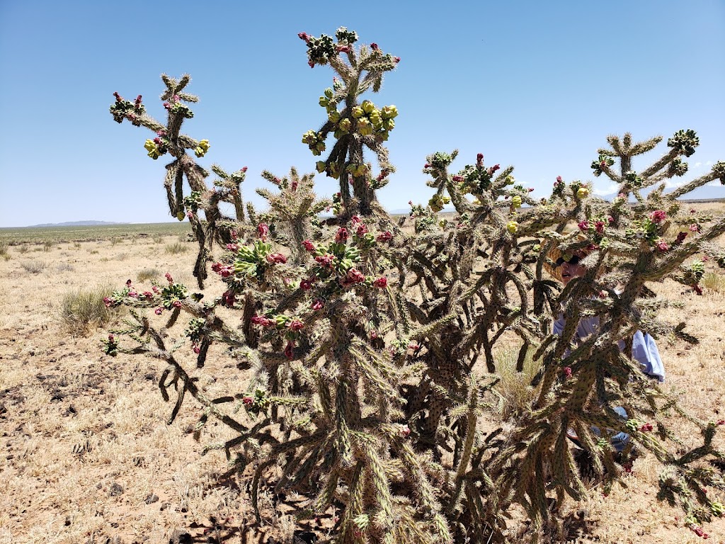 Aden Lava Flow Wilderness | Anthony, NM 88021, USA | Phone: (575) 525-4300