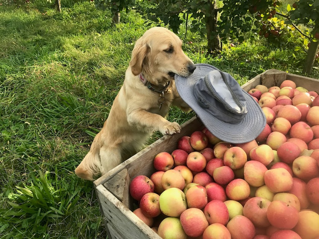 Browns Orchard and Cider Company | 267 Southview Rd, McDonald, PA 15057, USA | Phone: (724) 356-7960