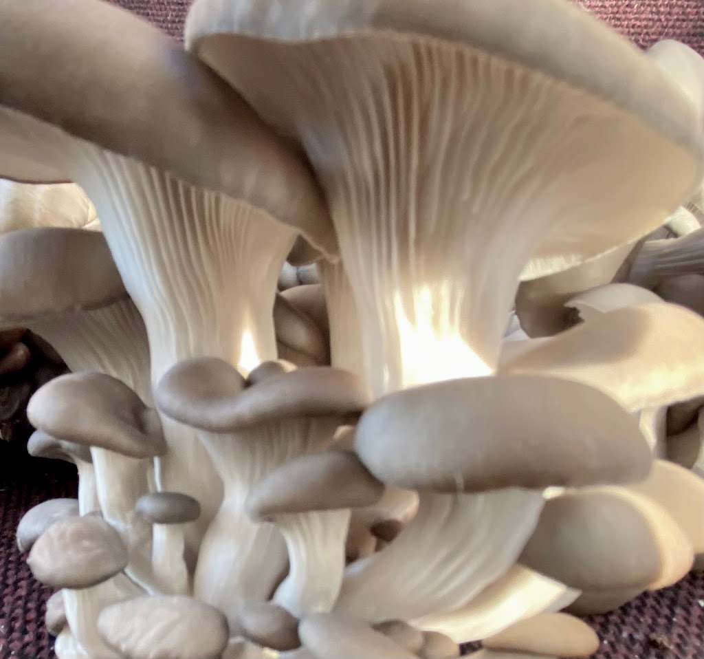 The Fungus Factory | 4774 E Greenland Rd, Larkspur, CO 80118, USA | Phone: (720) 670-2918