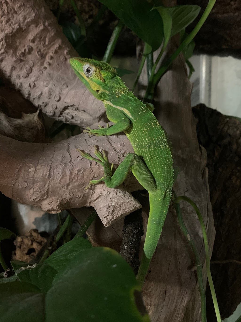 OBX Lizard Land | 2815 Caratoke Hwy, Currituck, NC 27929, USA | Phone: (252) 435-4209