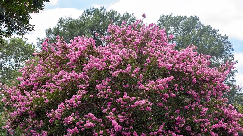 Premier Nursery | 1501 Airport Fwy, Euless, TX 76040, USA | Phone: (817) 685-0932