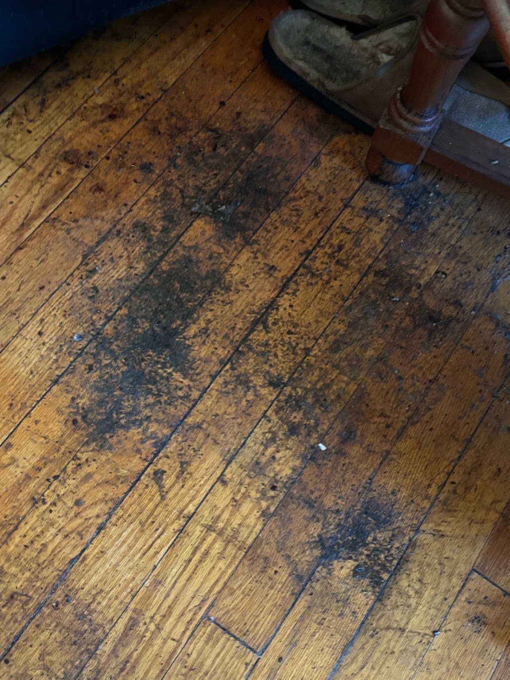 gam exterminating | 324 Clocks Blvd, Massapequa, NY 11758, USA | Phone: (877) 732-2057