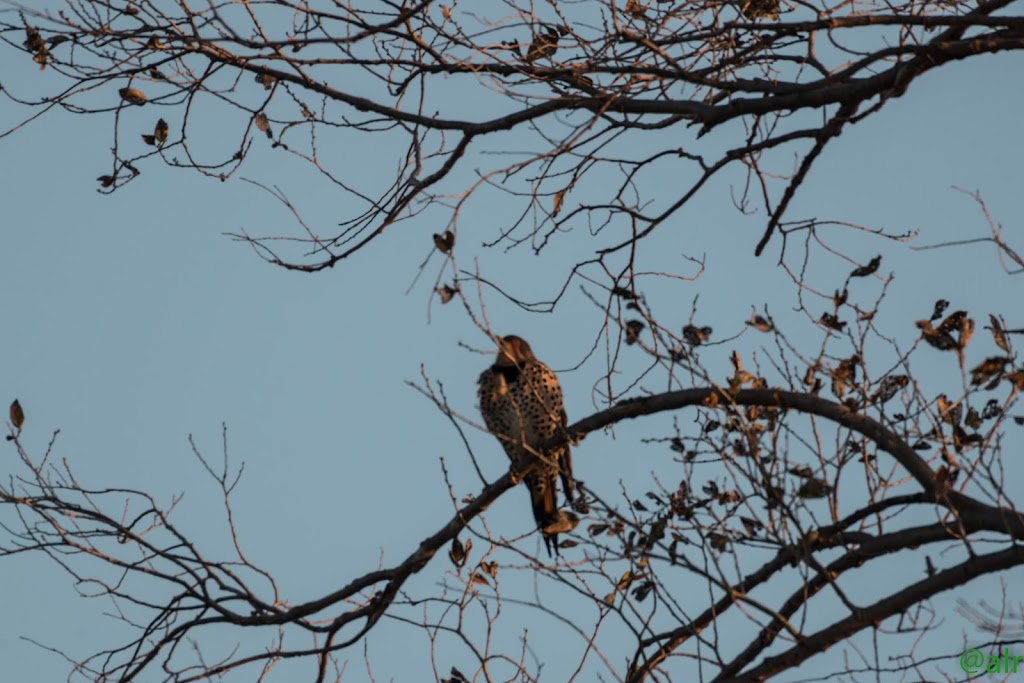 Cheney Wildlife Area | 21514 South Yoder Road, Pretty Prairie, KS 67570, USA | Phone: (620) 672-5911