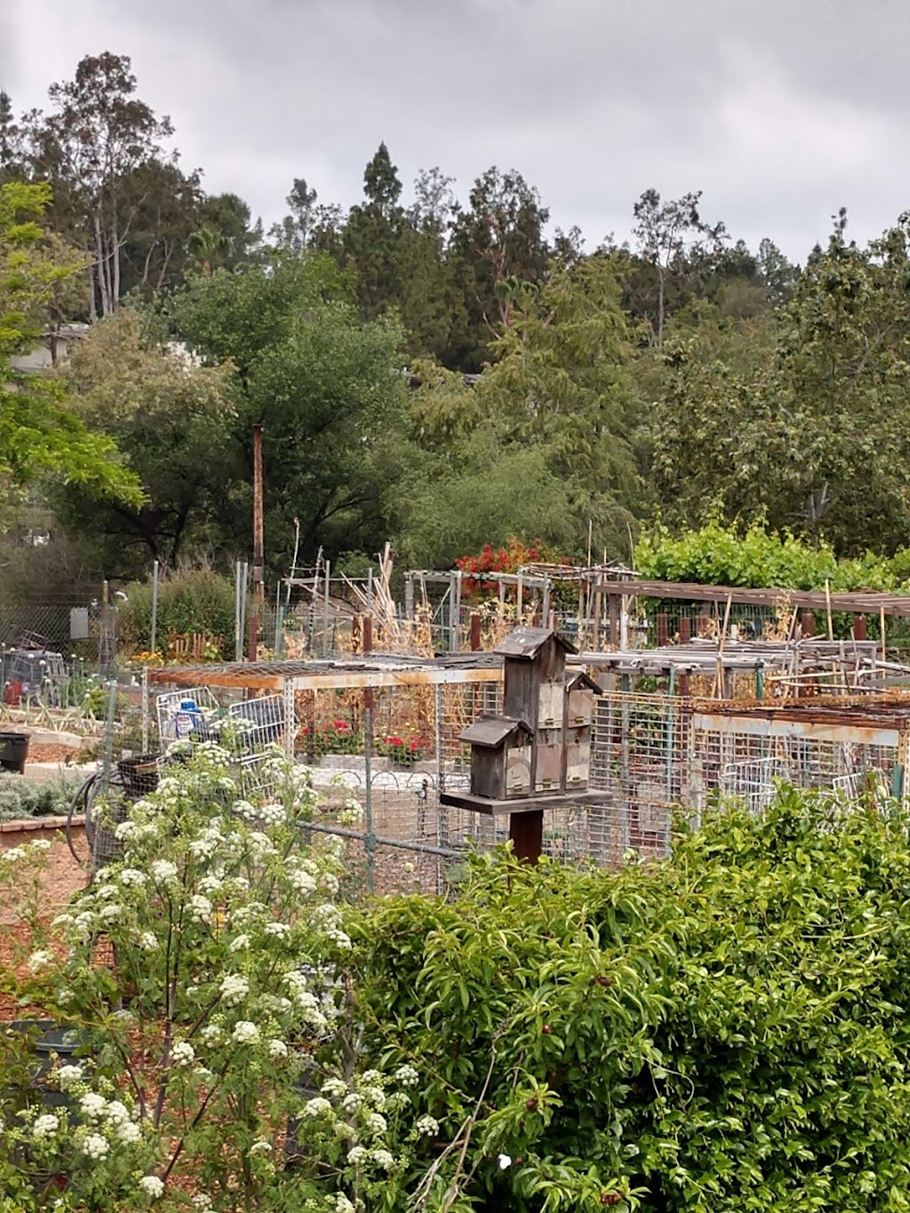 Escondido Community Garden | W Lincoln Ave &, Morning View Dr, Escondido, CA 92026, USA | Phone: (760) 580-4390