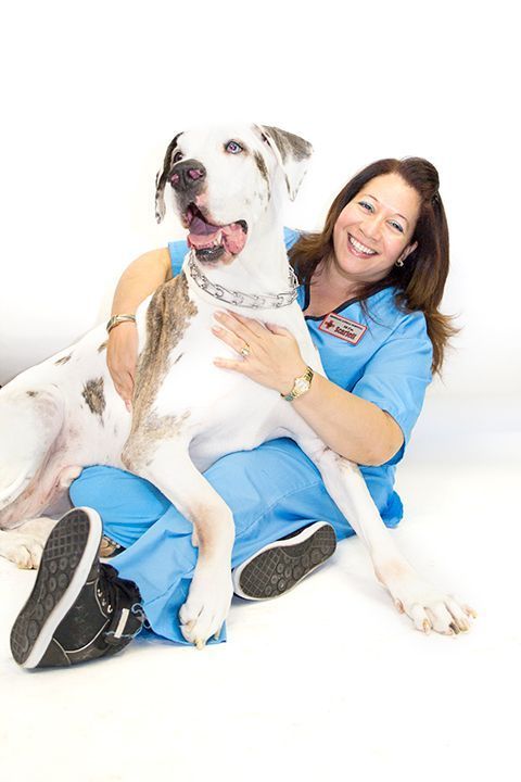 Broward Animal Hospital, Inc. | 1180 N Dixie Hwy, Hollywood, FL 33020, USA | Phone: (954) 925-2467