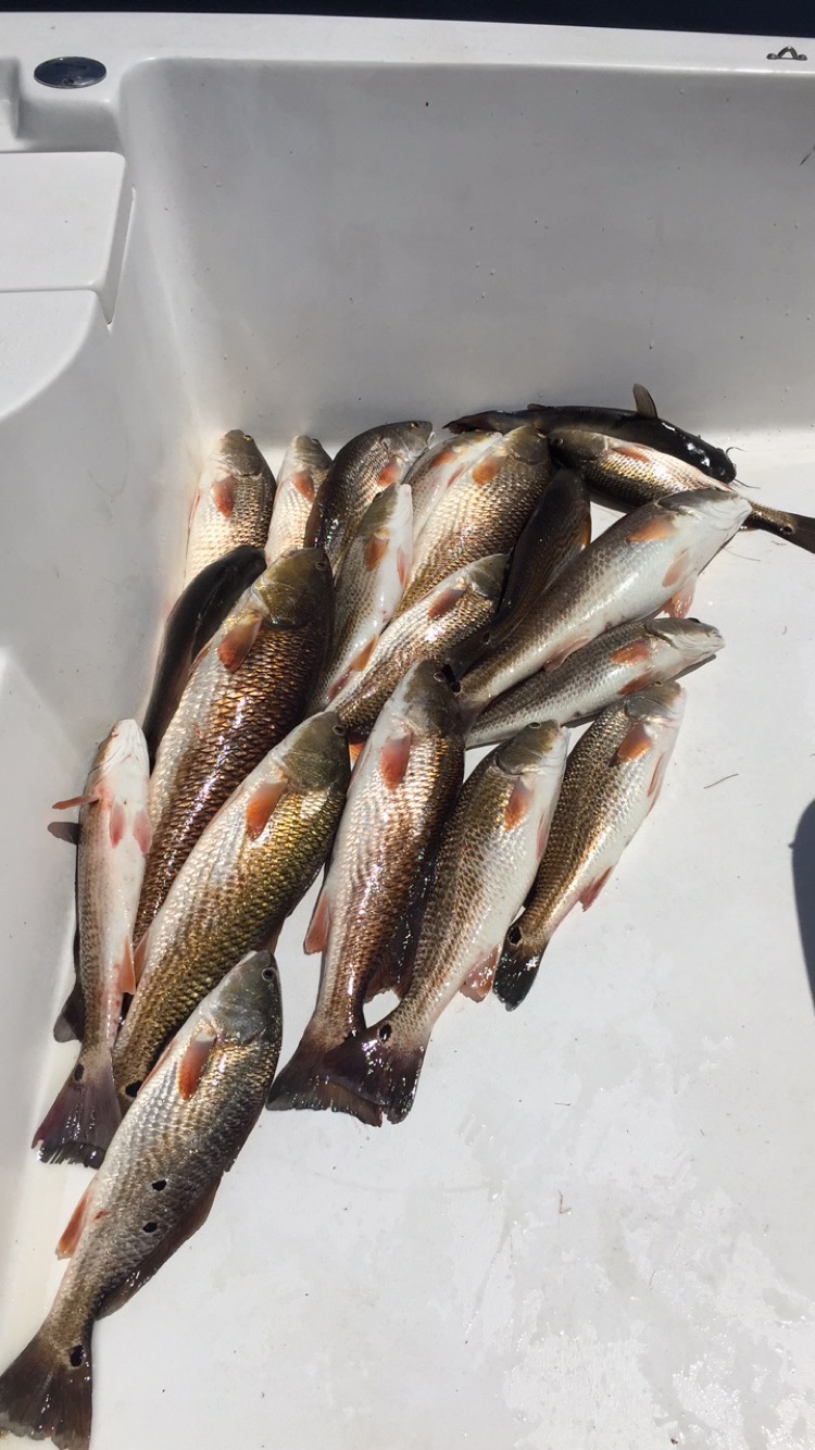 Bayou Country Charters, LLC | 4967 Fran Ln, Barataria, LA 70036, USA | Phone: (504) 881-6016