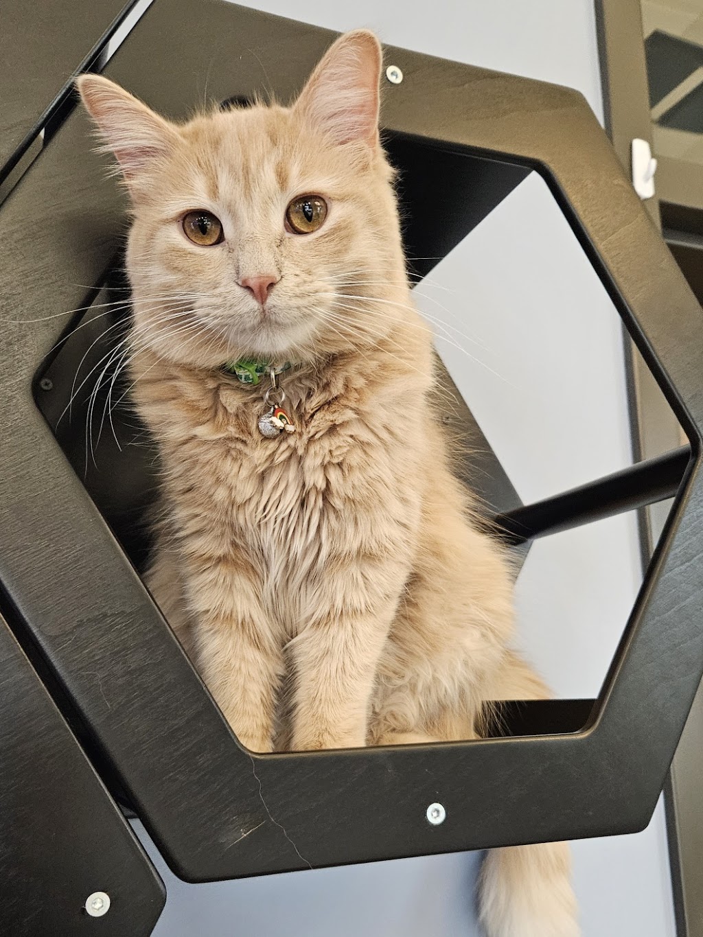 Animal House Veterinary Hospital | 4202 Jeffco Blvd, Arnold, MO 63010, USA | Phone: (636) 464-1038