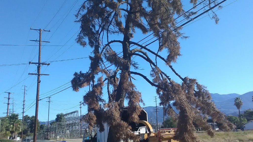 S&j natural tree service | 1551s S Oaks Ave, Ontario, CA 91761 | Phone: (909) 717-1307