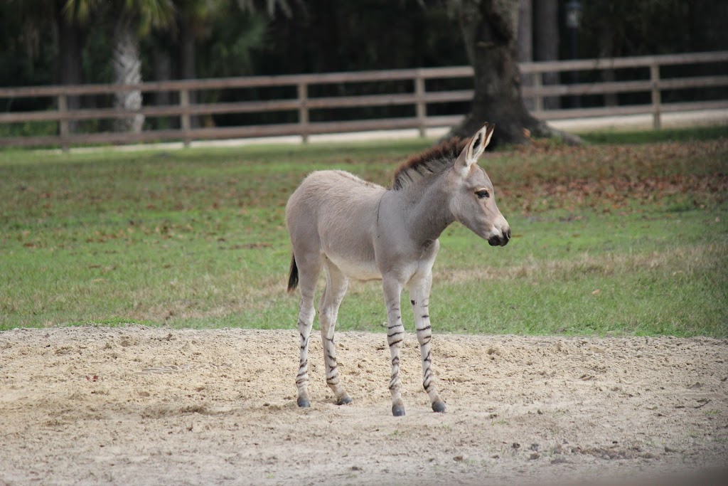 White Oak Conservation Center (Yulee, FL) | 581705 White Oak Rd, Yulee, FL 32097, USA | Phone: (904) 225-3200