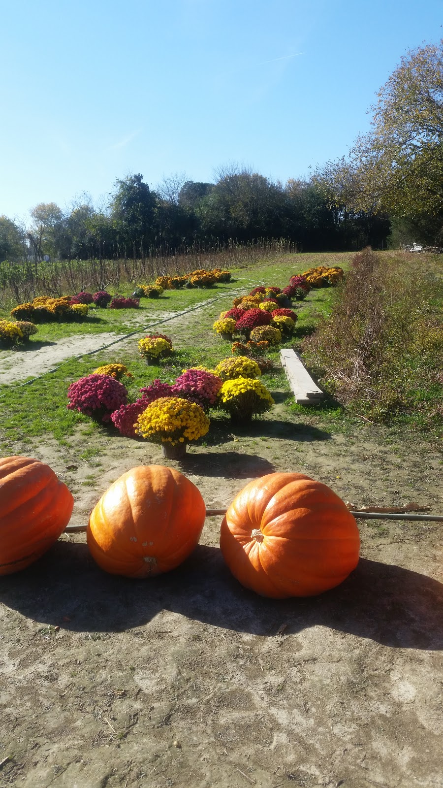 Gallmeyer Farms The Berry Patch | 3622 Darbytown Ct, Richmond, VA 23231, USA | Phone: (804) 795-9979