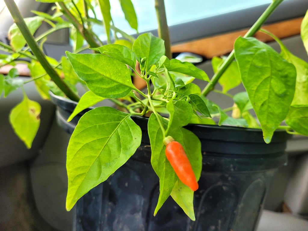 Kings Fries | 4650 FL-62, Bowling Green, FL 33834, USA | Phone: (863) 773-0400