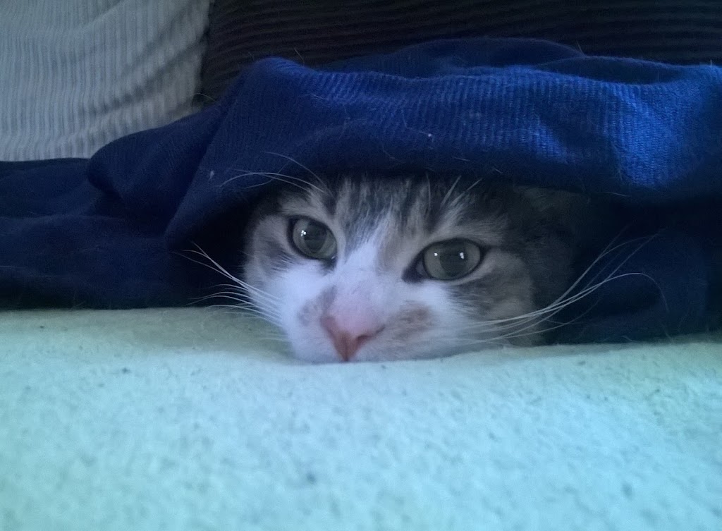 Daisy Mountain Veterinary Hospital | 39512 W Daisy Mountain Dr #178, Anthem, AZ 85086, USA | Phone: (623) 551-8387