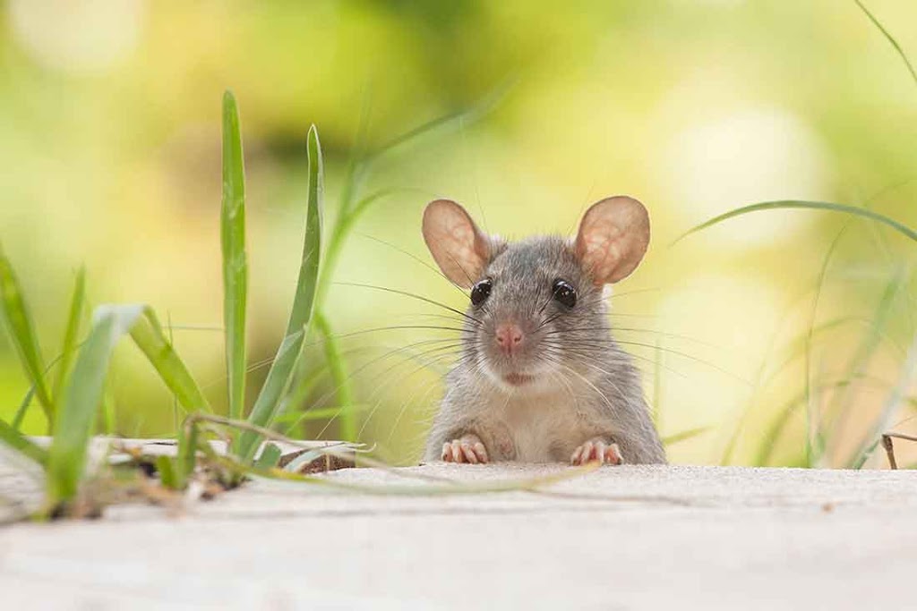 Do IT RIGHT RODENT Proofing | 27 Westline Dr #4736, Daly City, CA 94015, USA | Phone: (650) 745-5813