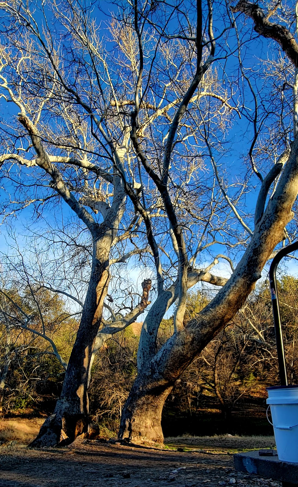 Peppersauce Campground | S Mt Lemmon Rd, Oracle, AZ 85623, USA | Phone: (520) 388-8300