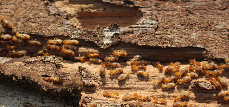 Rosenberg Pest & Termite Exterminators | 7145 Reading Rd APT 916, Rosenberg, TX 77471, USA | Phone: (281) 215-5276