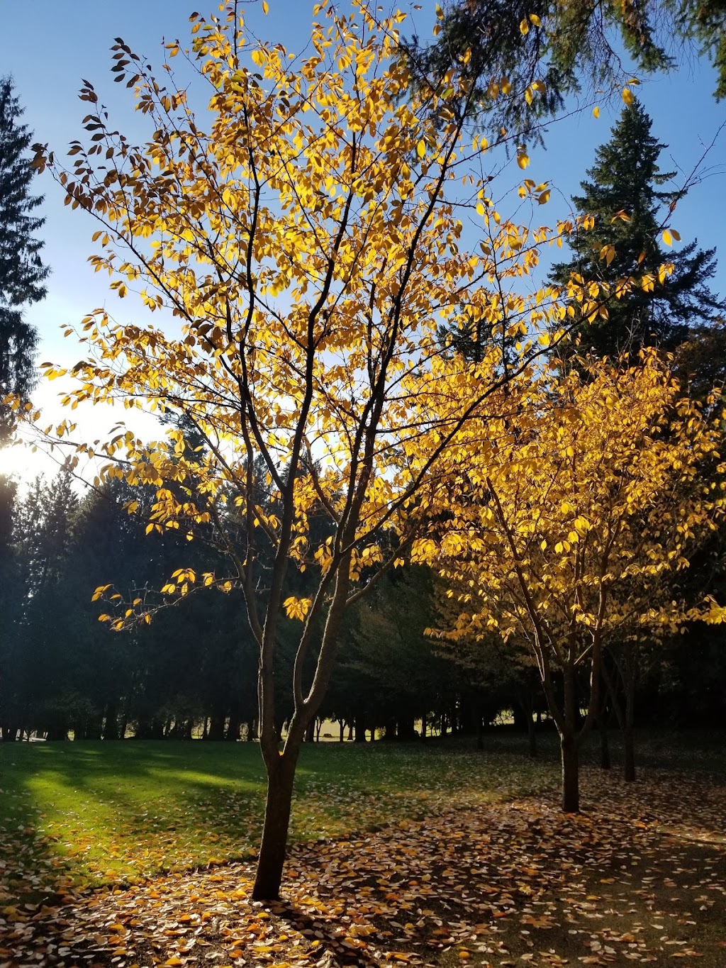 Hazel Dell Community Park | 2300 NE 68th St, Vancouver, WA 98665, USA | Phone: (360) 397-2285