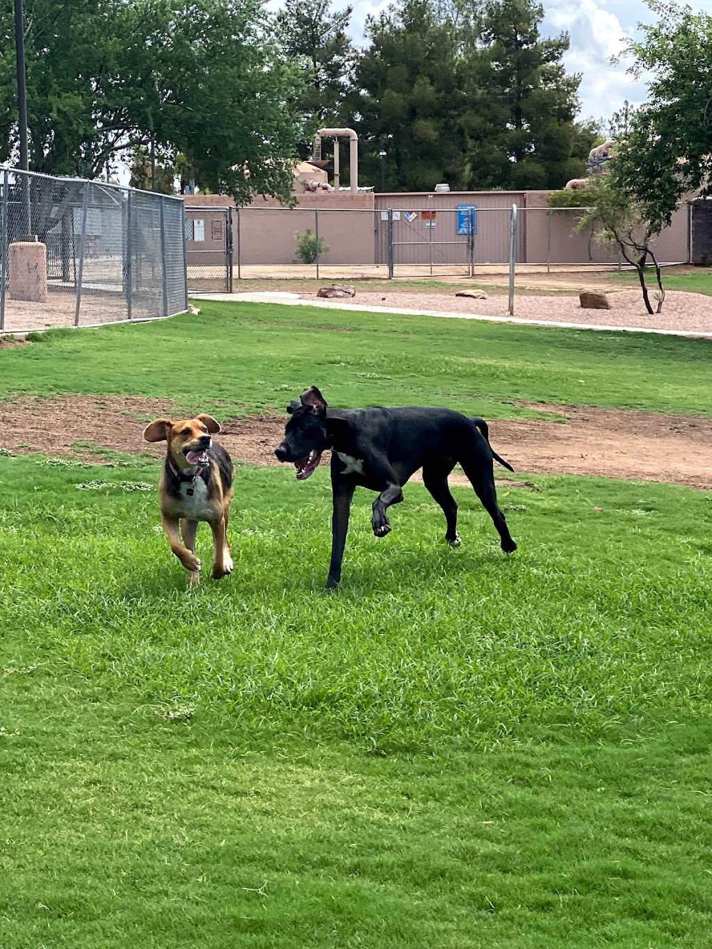 Shawnee Dog Park | 1400 W Mesquite St, Chandler, AZ 85224, USA | Phone: (480) 782-2727