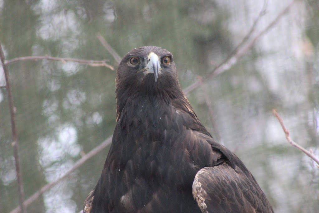 Golden Eagle Exhibit | 4731 OMalley Rd, Anchorage, AK 99507, USA | Phone: (907) 346-2133