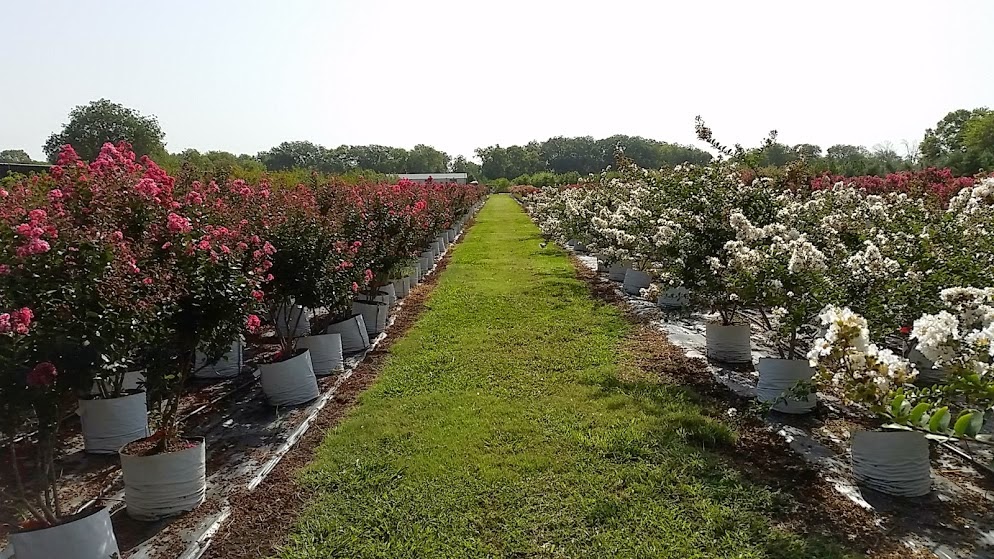 Chambersville Tree Farms | 7032 Co Rd 971, Celina, TX 75009, USA | Phone: (972) 837-4223